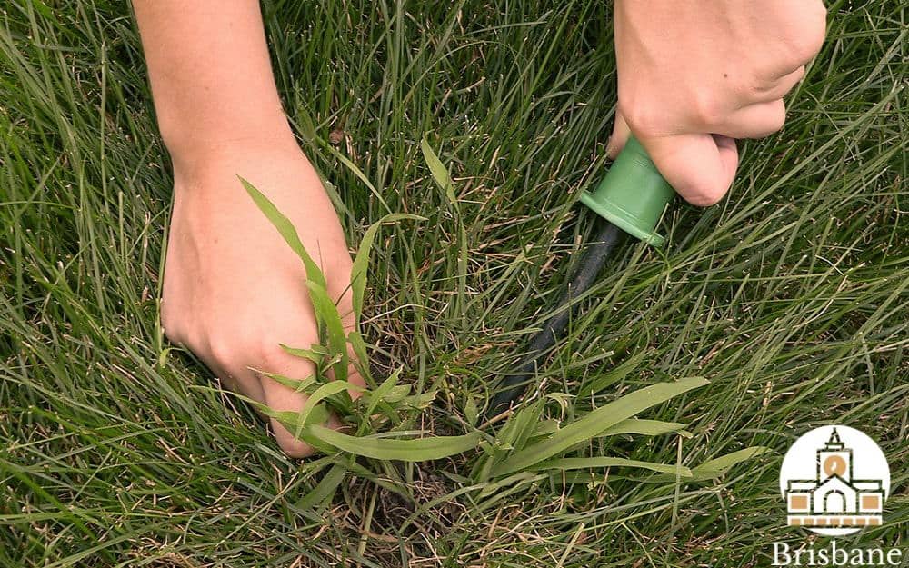 Crabgrass Decoded Get Rid of Them for a Weed-free Lawn