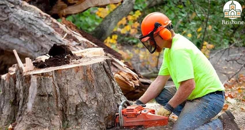 The 5 Best Tree Removal Services in Brisbane