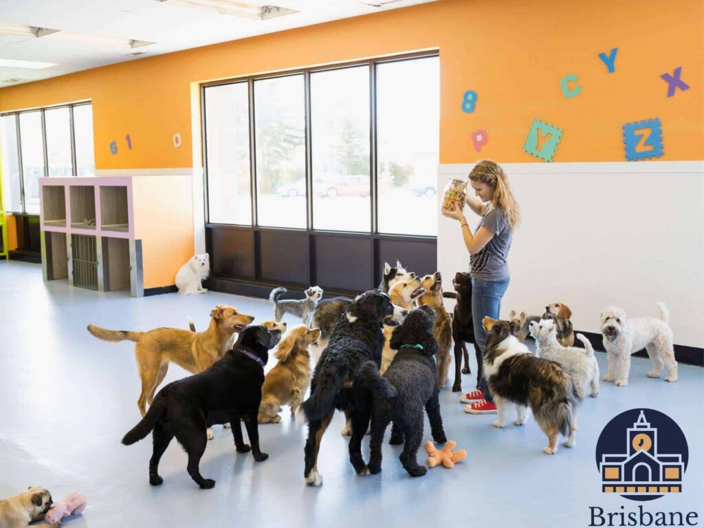 The 5 Best Dog Daycare Services in Brisbane