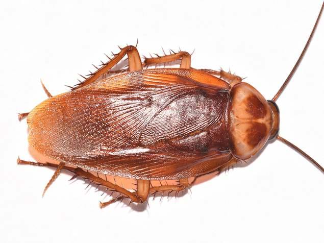 American Cockroaches (Peridomestic)