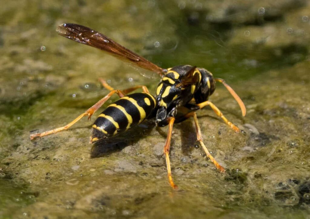 Asian Paper Wasp