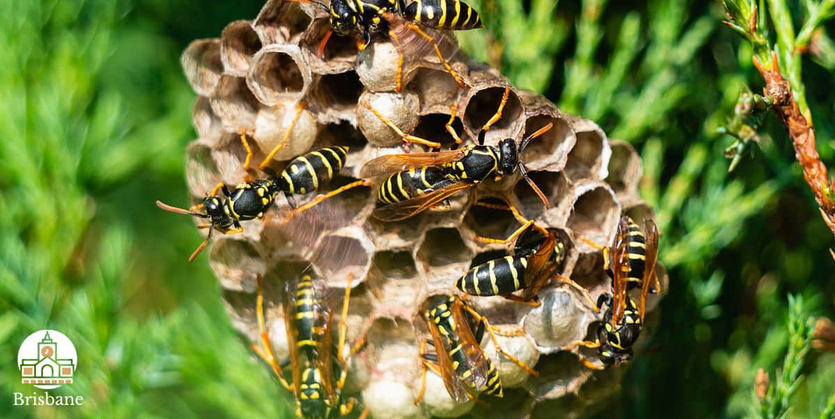 Best Ways to Get Rid of Wasps in Brisbane