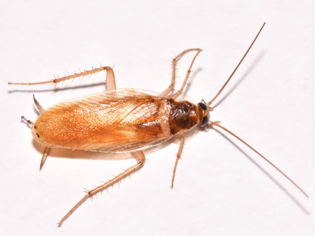 Brown-banded Cockroaches (Domestic)