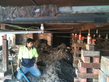 Digging Holes for the New Stumps