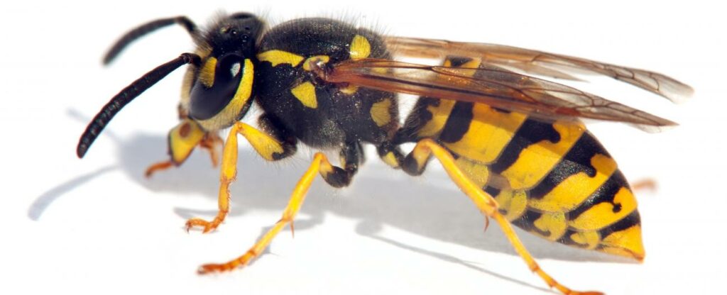 European Wasp