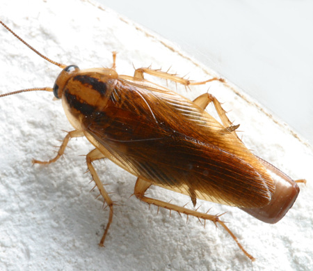 German Cockroaches (Domestic)