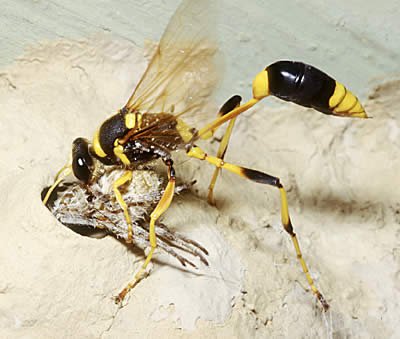 Mud Wasp