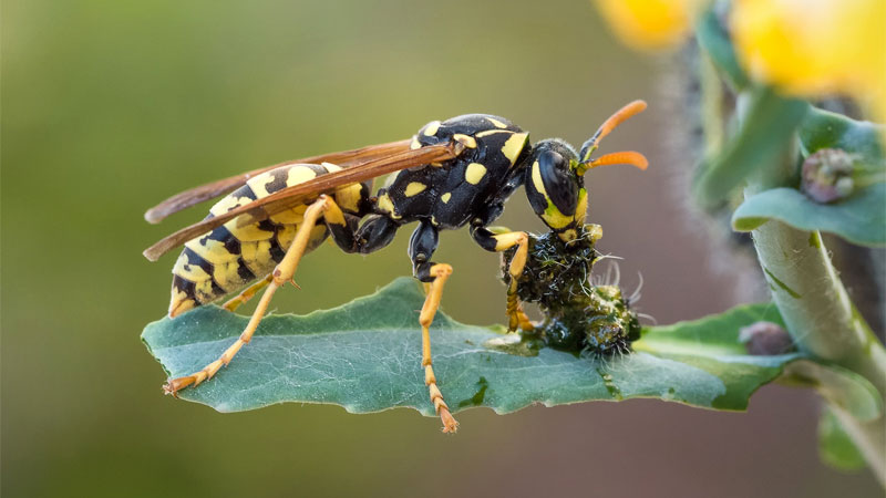 Presence of Insects