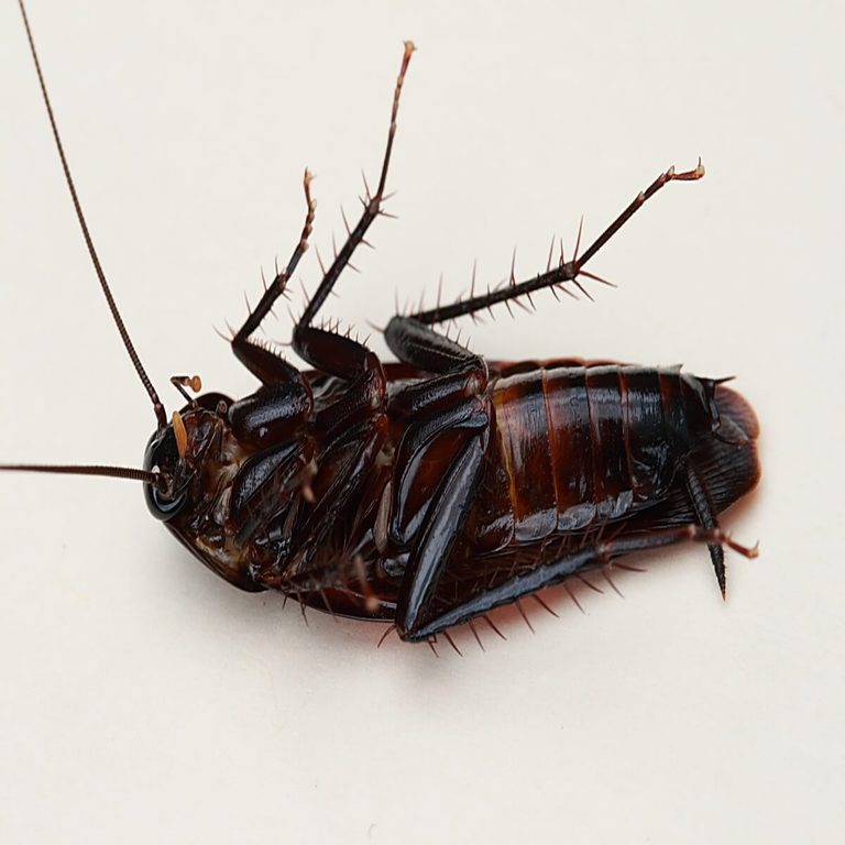 Smokybrown Roaches (Peridomestic)