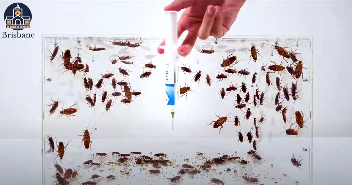 Ways to Effectively Get Rid of Cockroaches in Brisbane