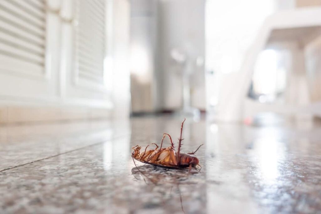 What Attracts Cockroaches to a Home or Any Property