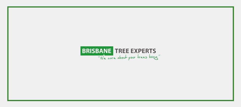 brisbane-tree-experts