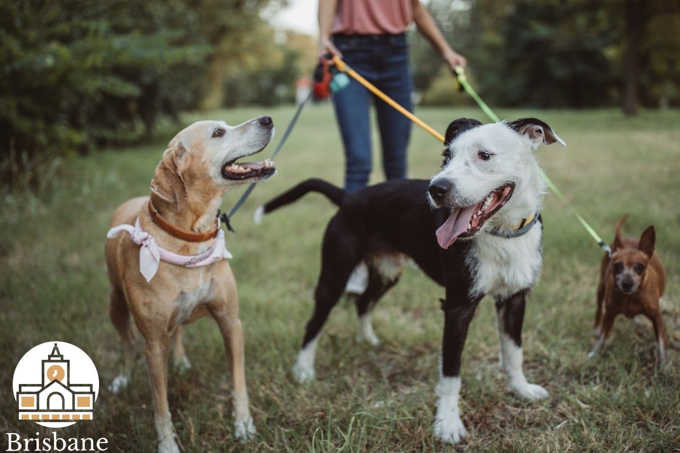 The 5 Best Pet Sitters in Brisbane's Homepage