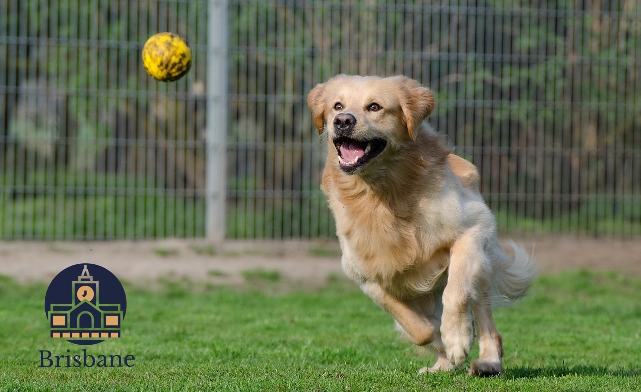 Top 5 Dog Boarding Facilities in Brisbane's Homepage