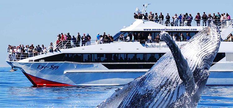 1. Whale Watching