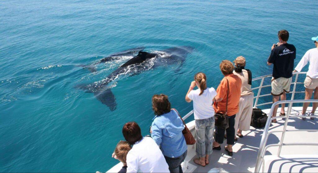 Image Source visitmoretonbayregion.com.au
