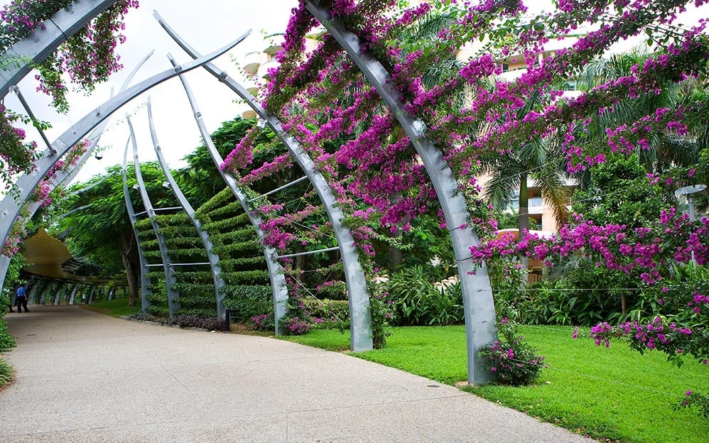 Capture the Bougainvillaea Blooms at The Arbour
