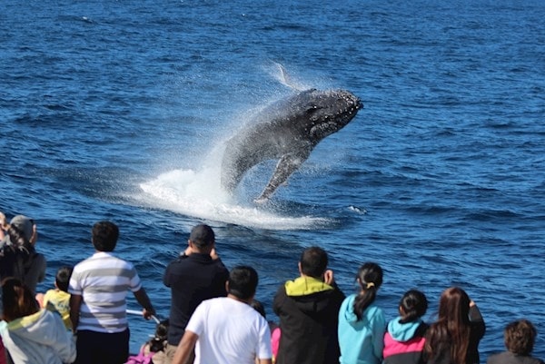 Look at Some Whales at Tangalooma Island Resort