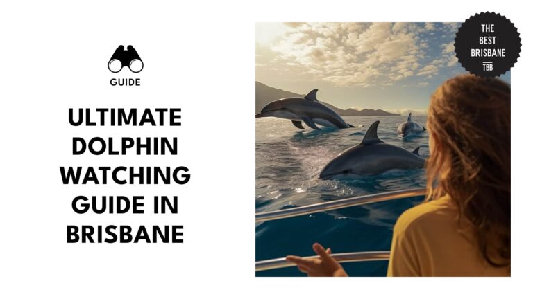 Can You Swim With Dolphins in Brisbane? [2025]