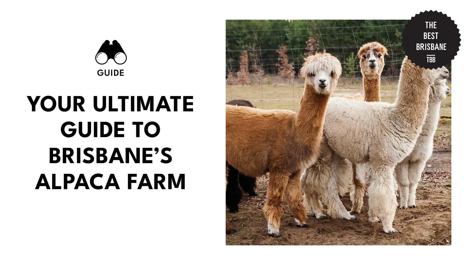 Your Ultimate Guide to Brisbane’s Alpaca Farm