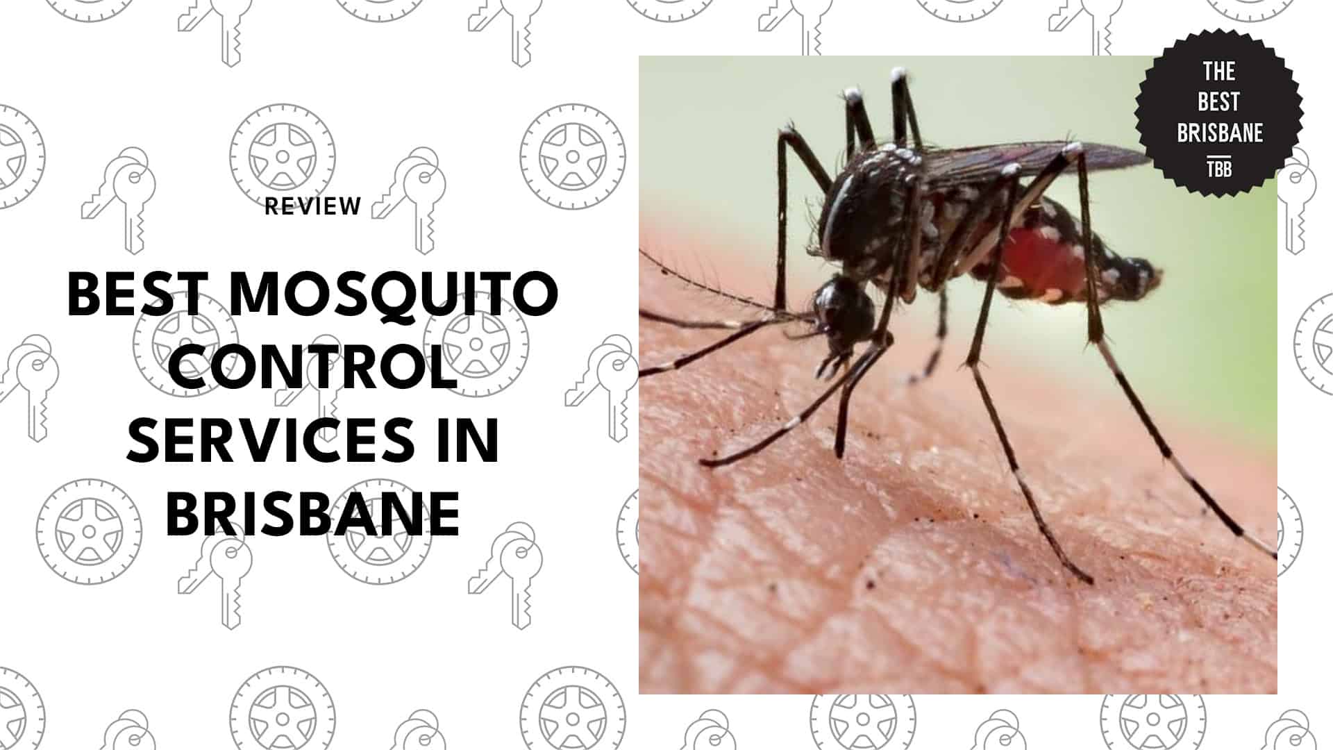 mosquito-control-brisbane