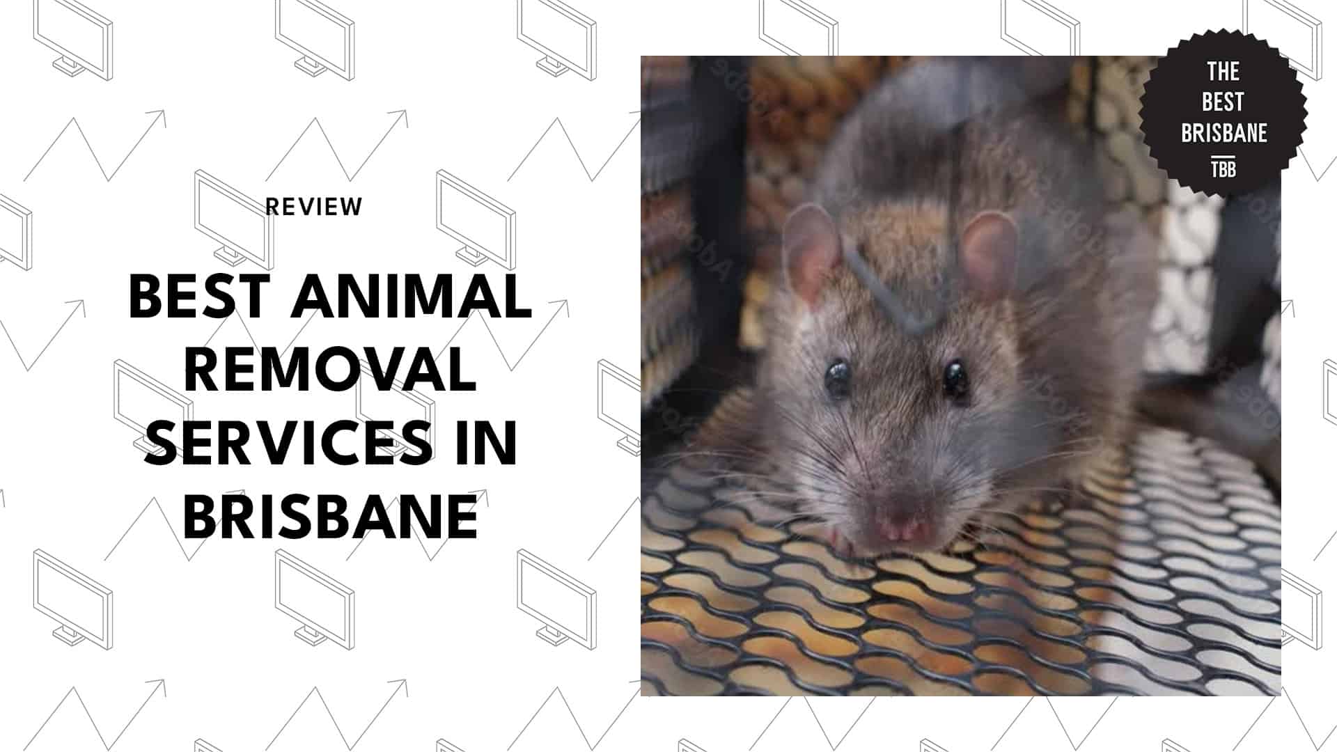 animal-removal-brisbane