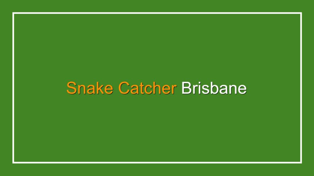 brisbane-snake-catchers