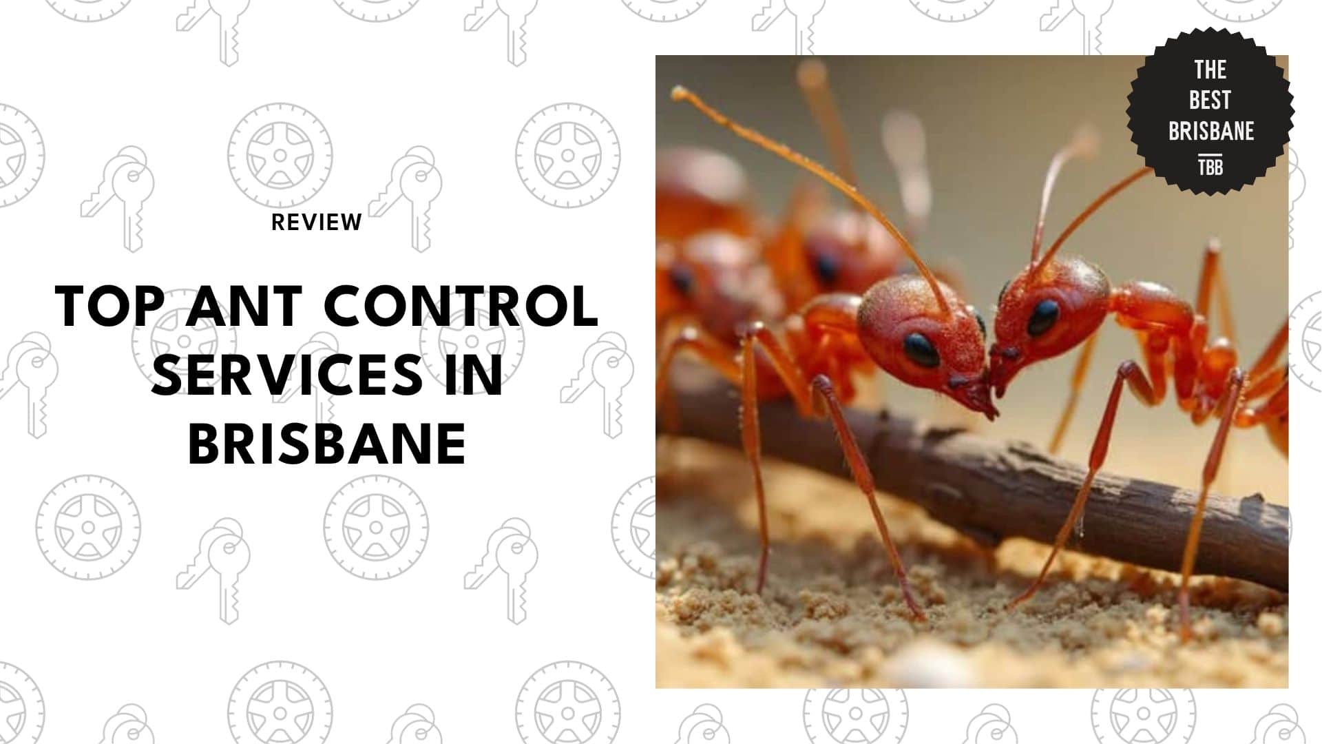 ant-control-brisbane